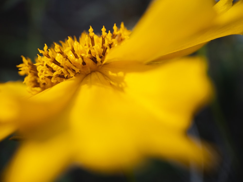 yellow flower in tilt shift lens