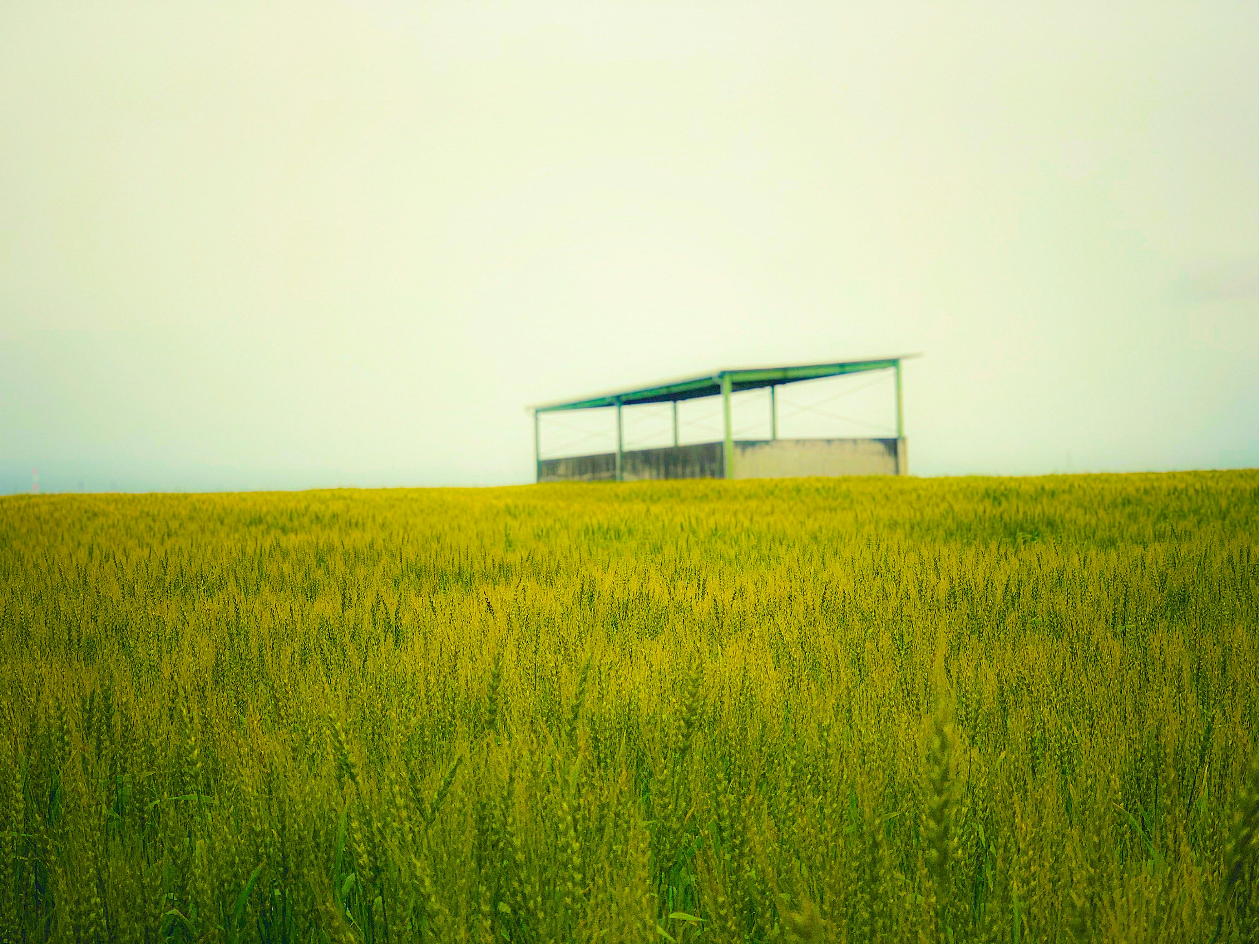 Jackson Fields