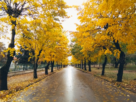 people walking on pathway between trees during daytime in Pogradec Albania