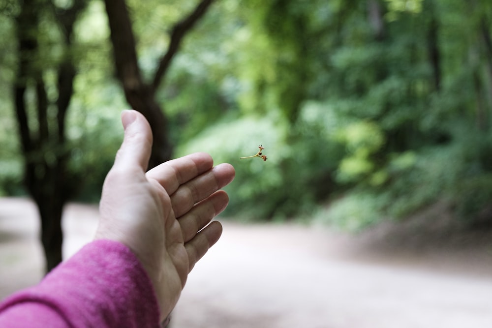 brown and black butterfly on persons hand