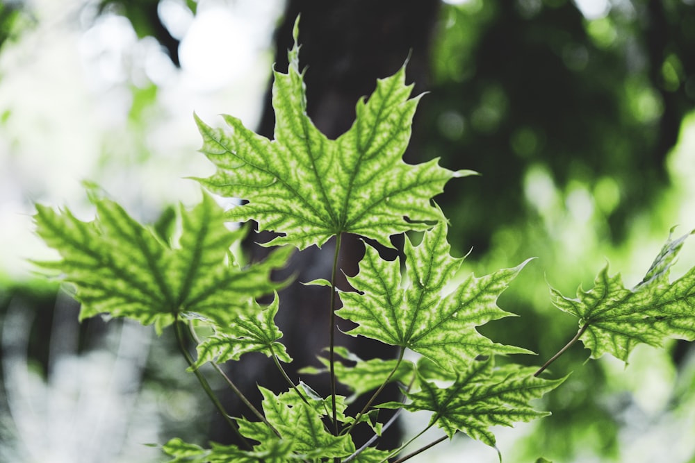 green leaf in close up photography