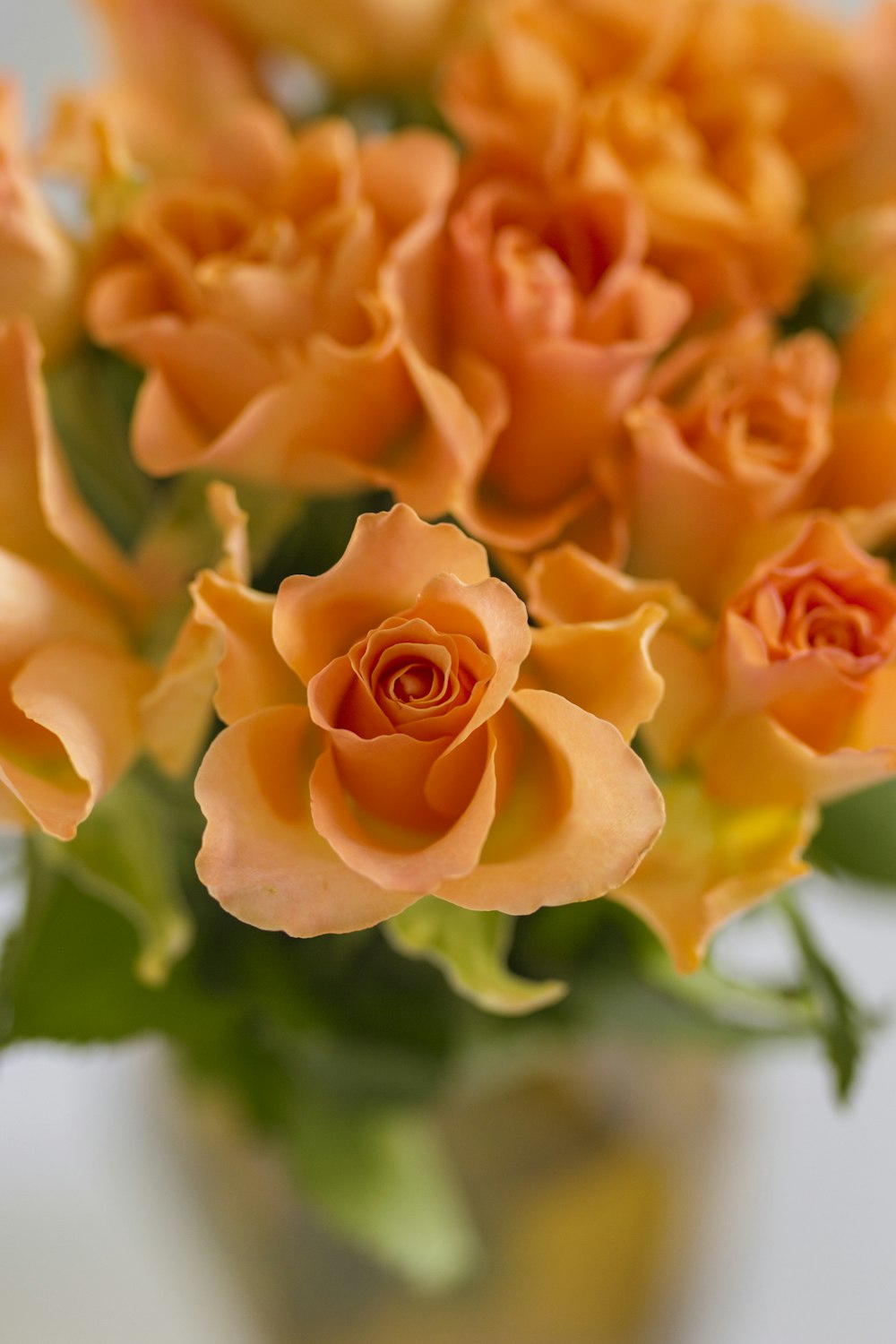 Rosa arancione in fiore durante il giorno