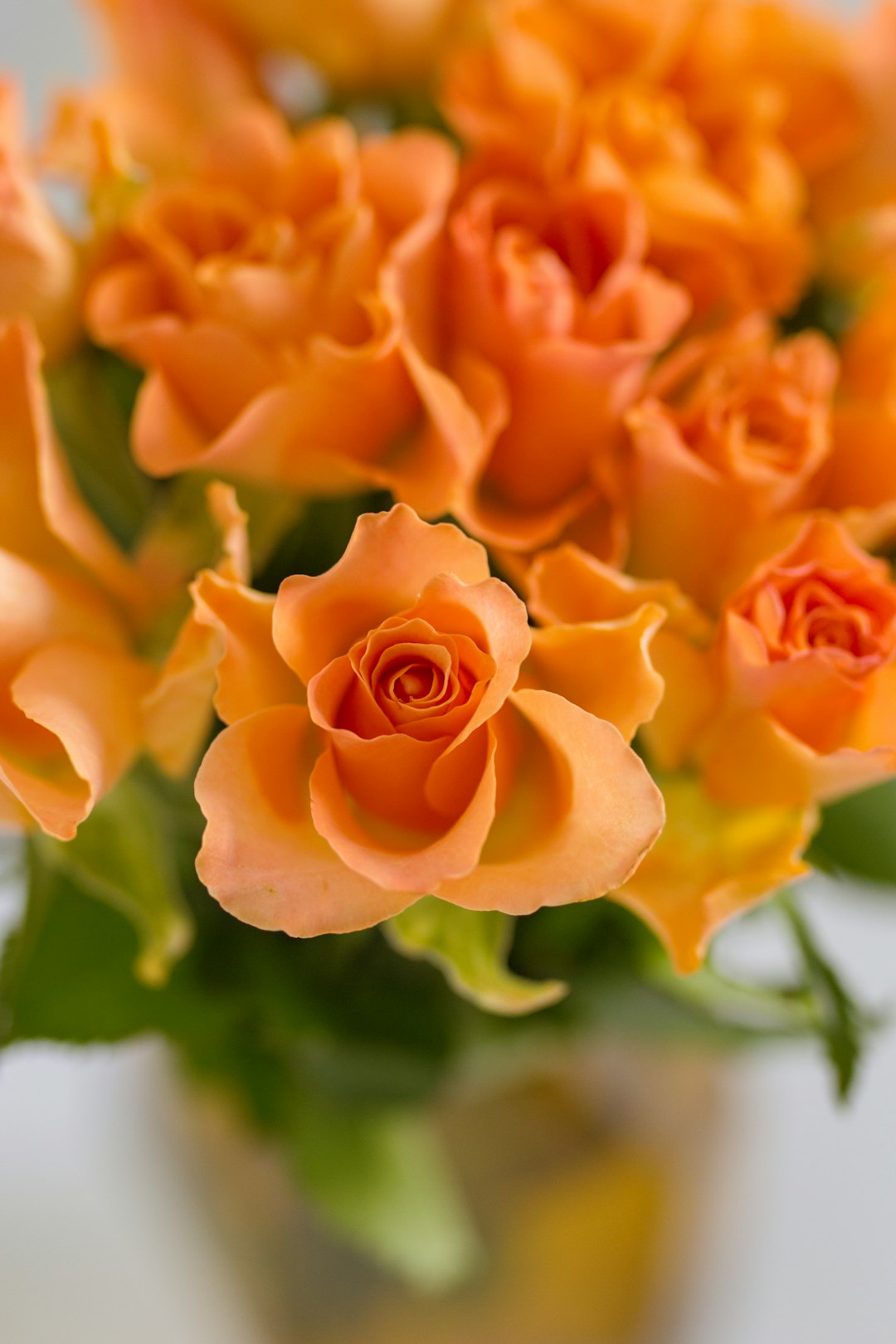 orange rose in bloom during daytime