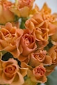 orange roses in close up photography
