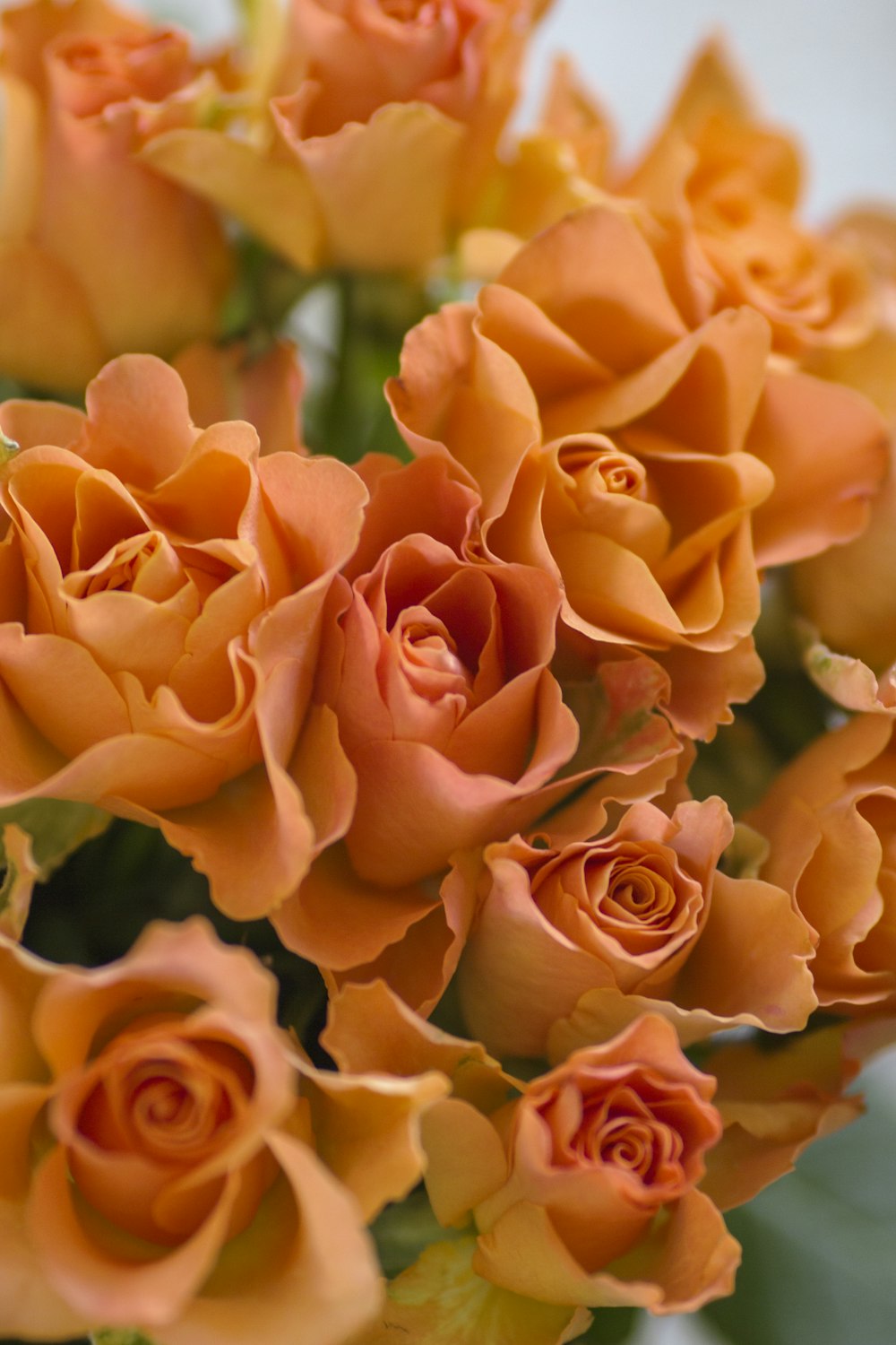 클로즈업 사진의 주황색 장미