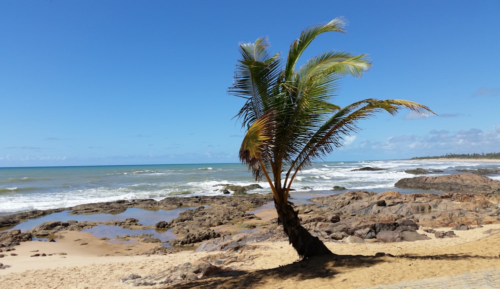 palm tree on beach shore during daytime