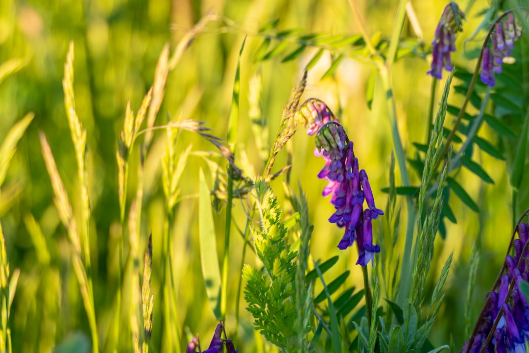 purple flower in green grass field during daytime