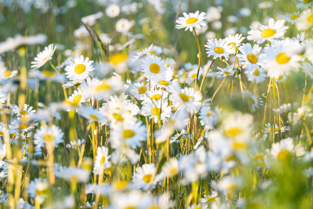 weiße und gelbe Gänseblümchenblüten