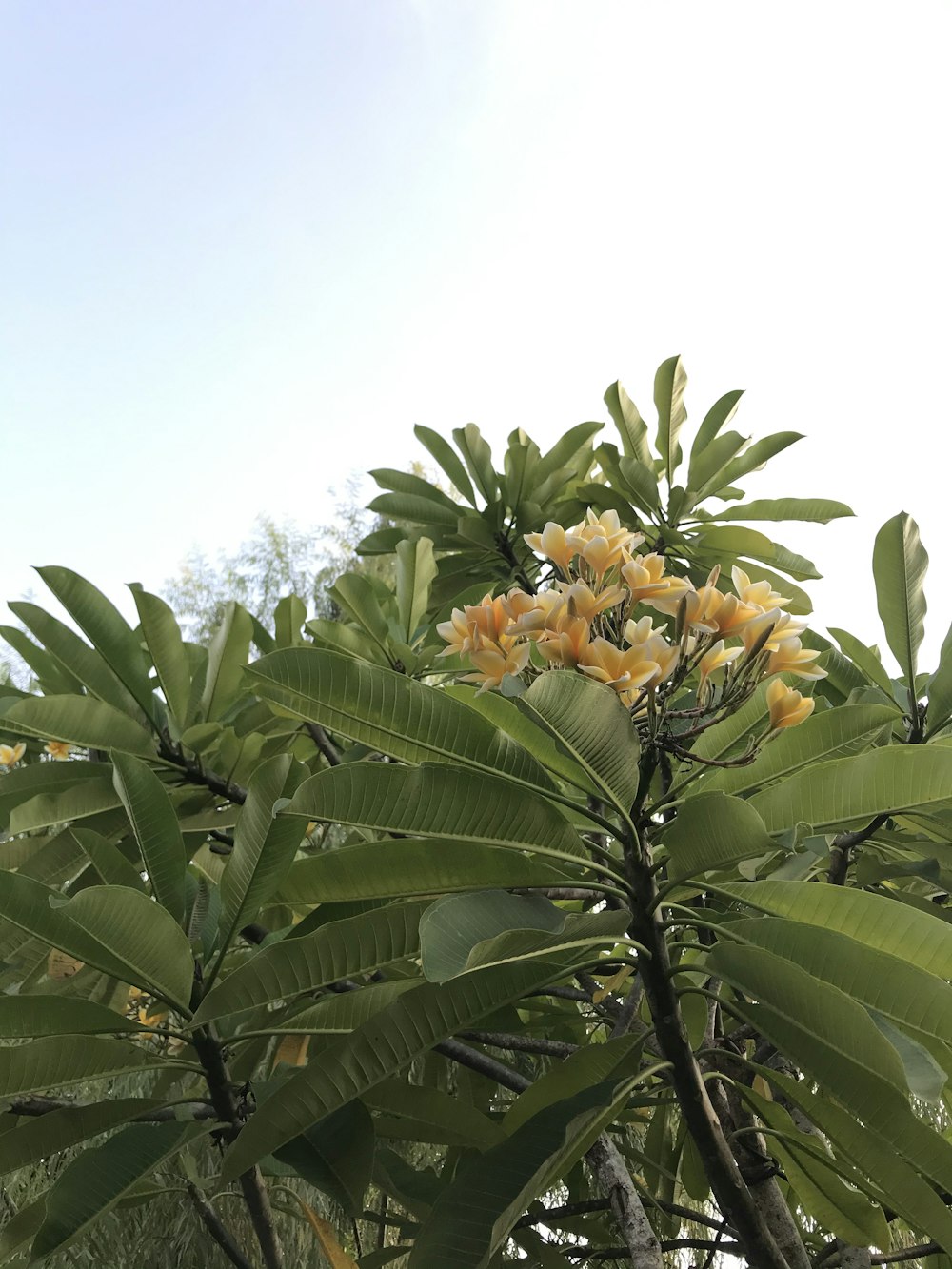 green leaves and orange flowers