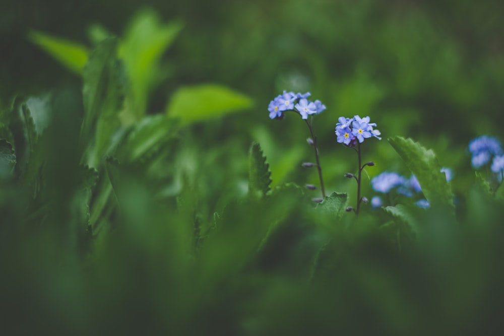 purple flower in tilt shift lens