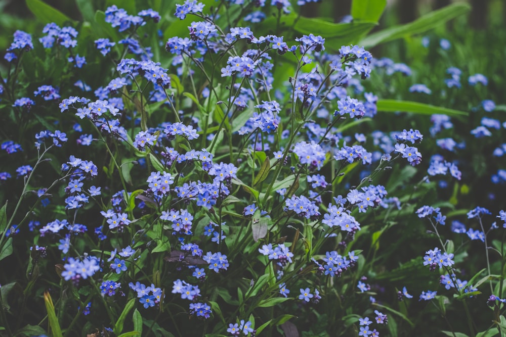 purple flowers with green leaves