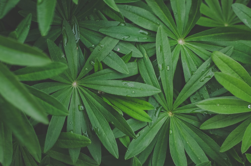 water droplets on green leaves