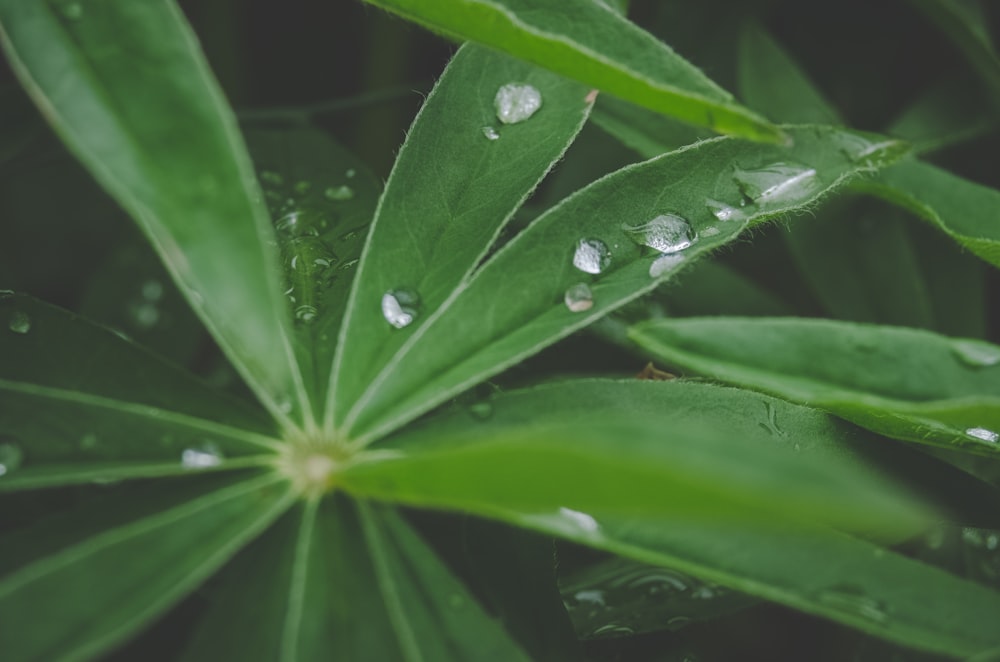 water droplets on green leaf