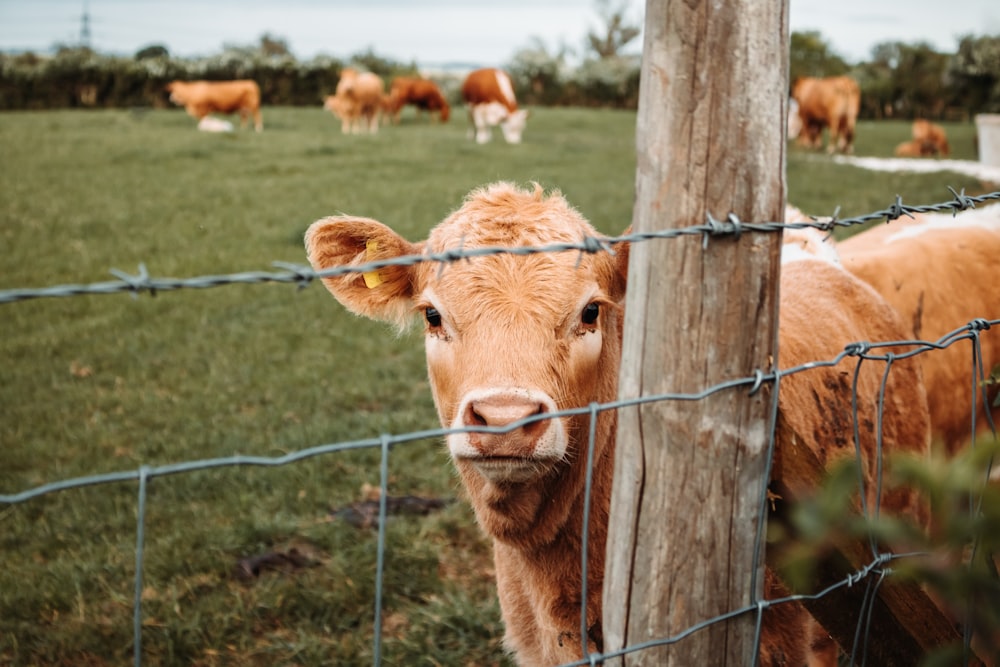 Vache brune sur un champ d’herbe verte pendant la journée