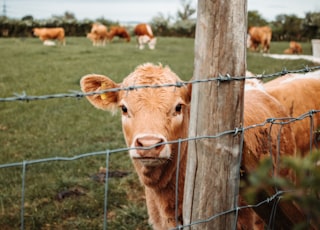 brown cow on green grass field during daytime