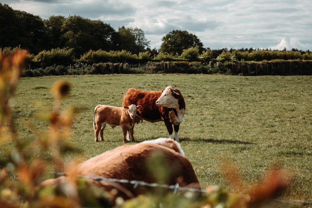 vache brune et blanche sur un champ d’herbe verte pendant la journée