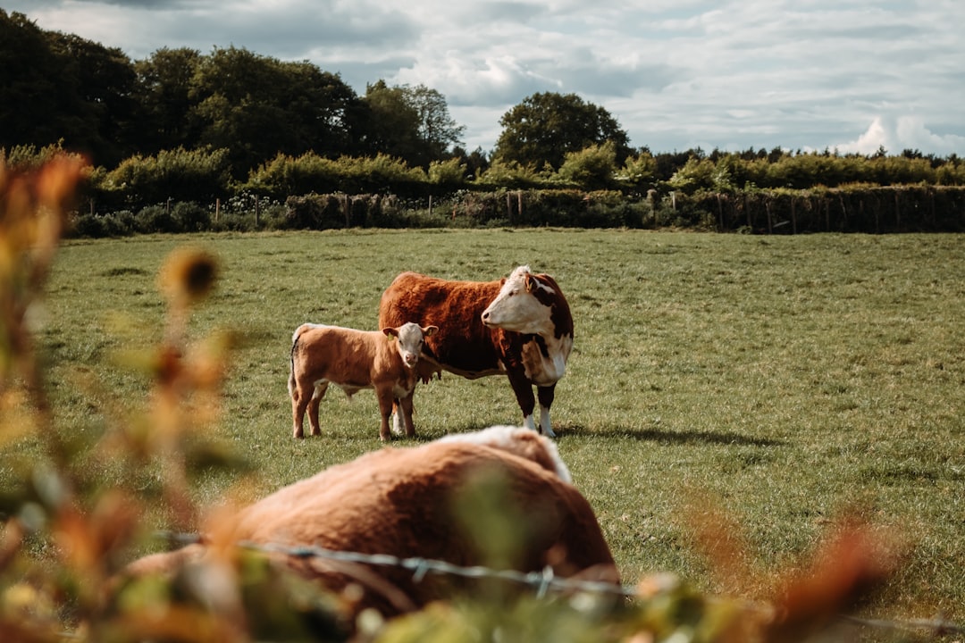 Cow and Calf