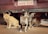 Four cats are gathered underneath a parked car with a Paraguayan license plate. The scene includes a ginger cat, a black-and-white cat, a calico, and another beige cat. They appear to be resting in the shade and observing their surroundings with a curious yet relaxed demeanor.