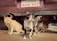 Four cats are gathered underneath a parked car with a Paraguayan license plate. The scene includes a ginger cat, a black-and-white cat, a calico, and another beige cat. They appear to be resting in the shade and observing their surroundings with a curious yet relaxed demeanor.