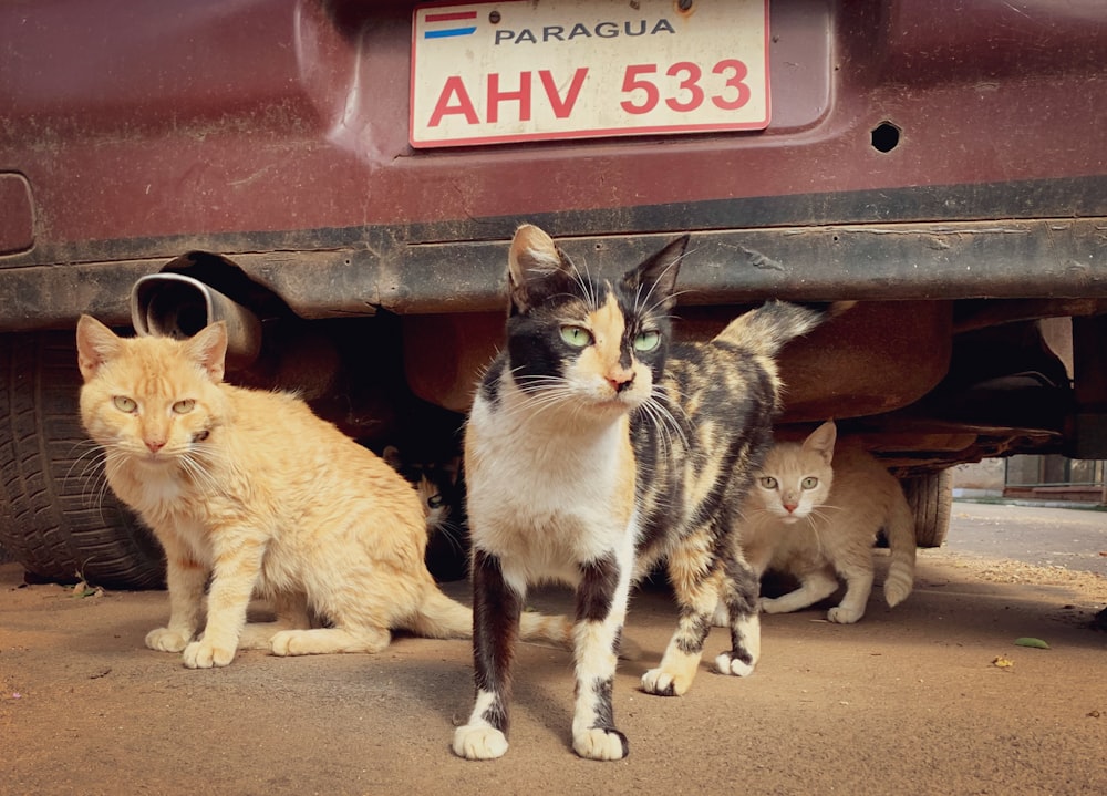 orange tabby cat and black and white cat on red car