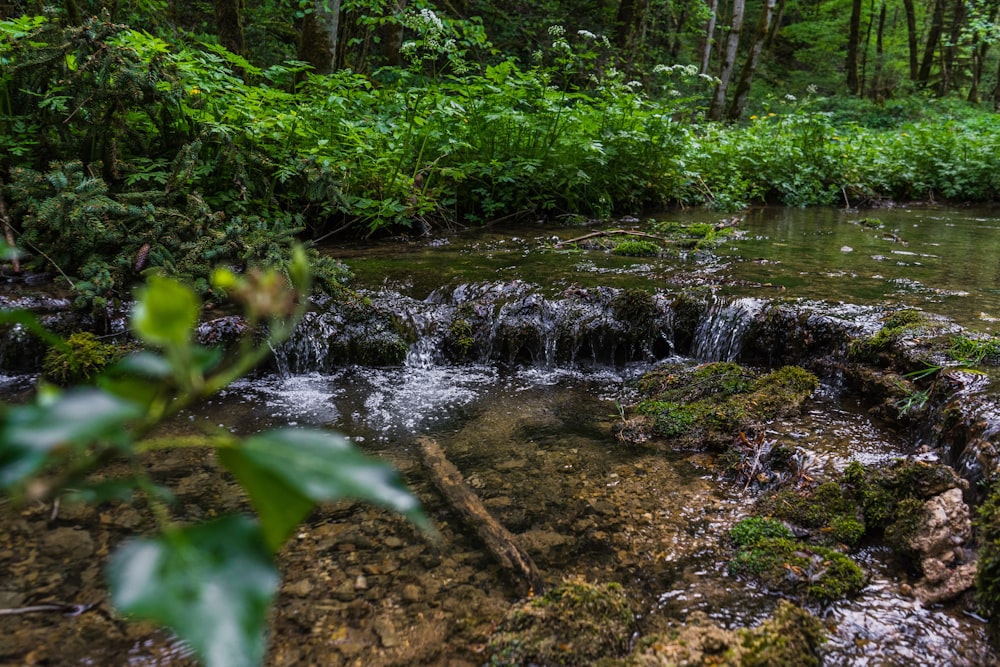 green moss on brown soil near river