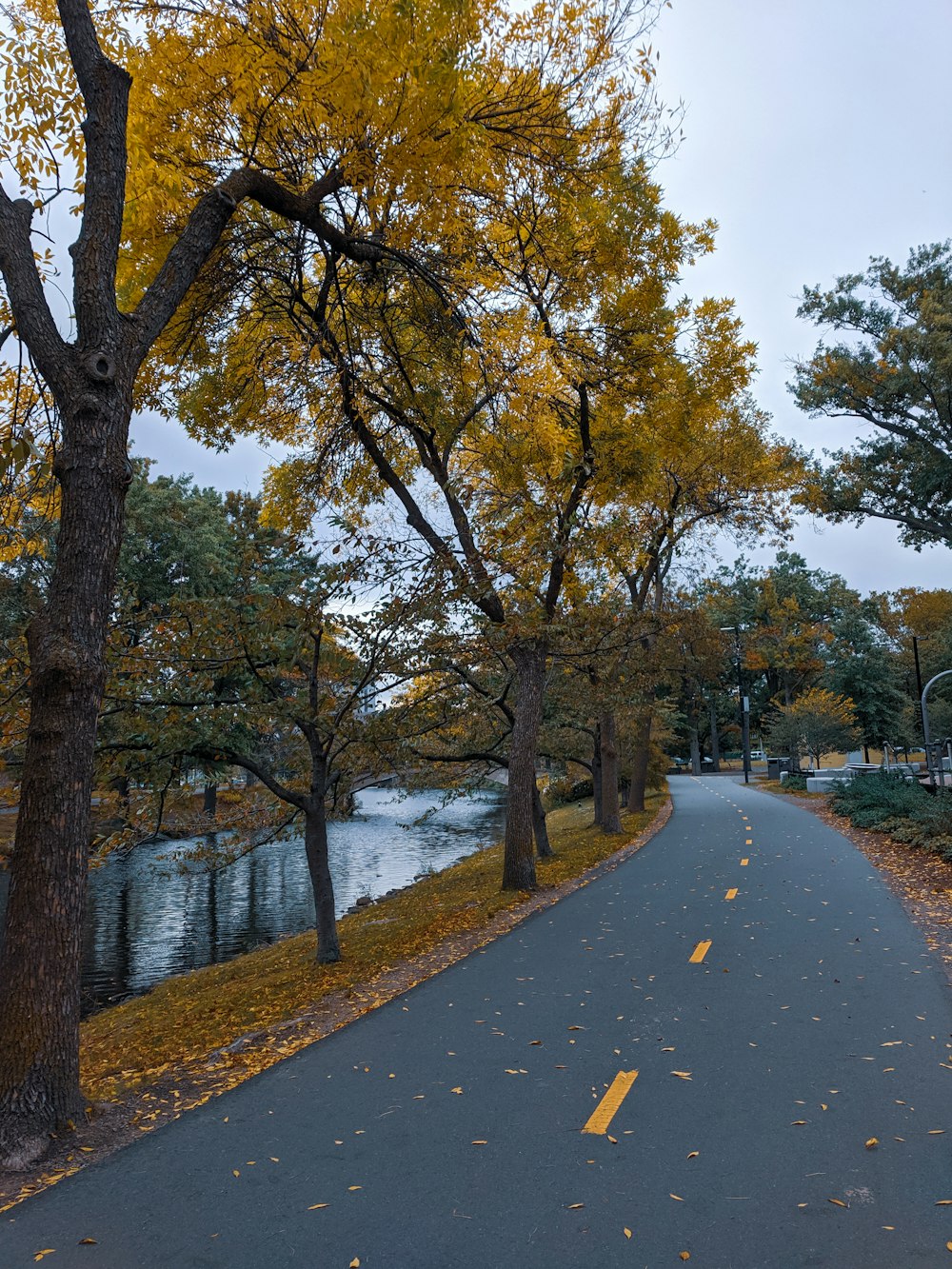 green trees beside river during daytime