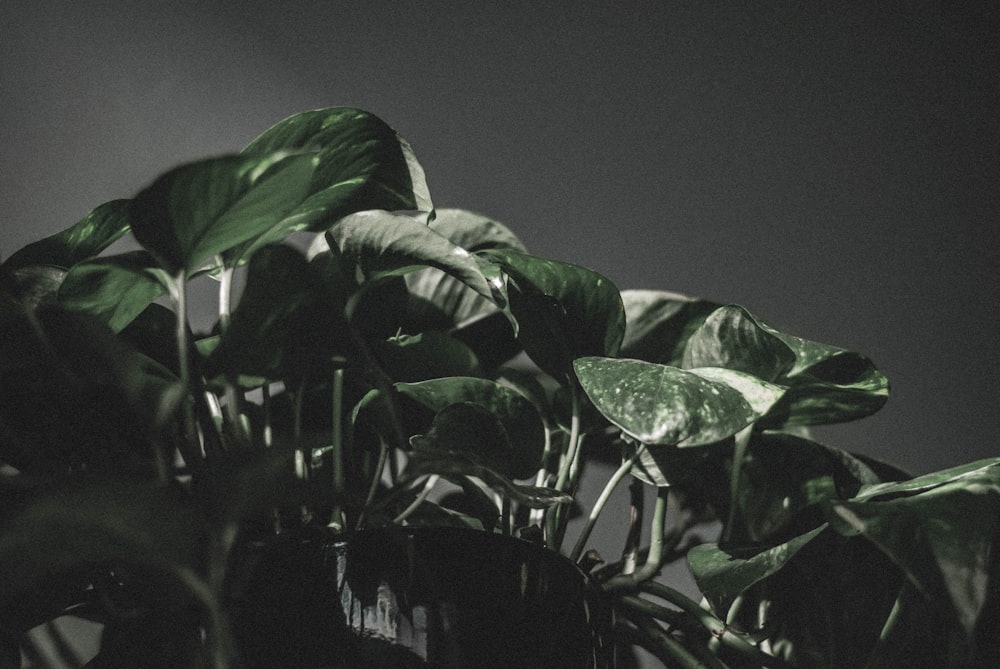 green leaves in black pot