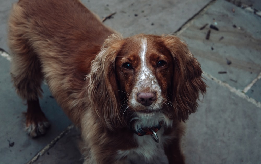 cão de pelagem curta marrom e branco