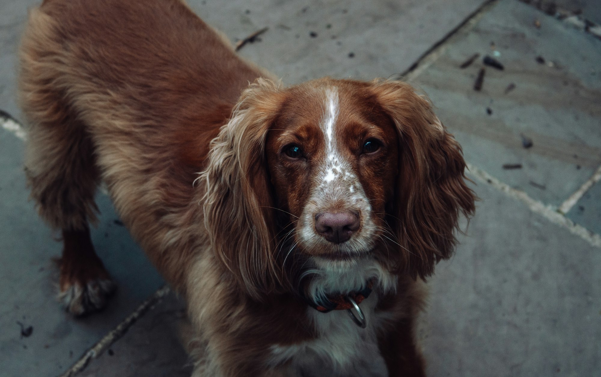 Cocker Spaniel