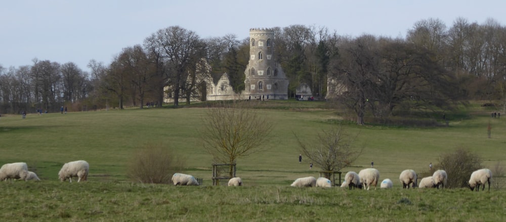 white sheep on green grass field near white concrete building during daytime