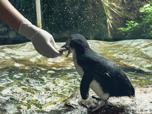 Hands gently feeding small fish with floating pellets in a home aquarium setting.