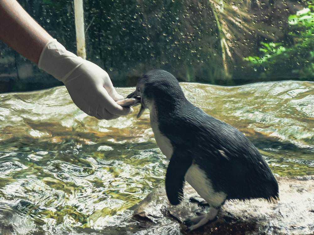 black and white penguin on water