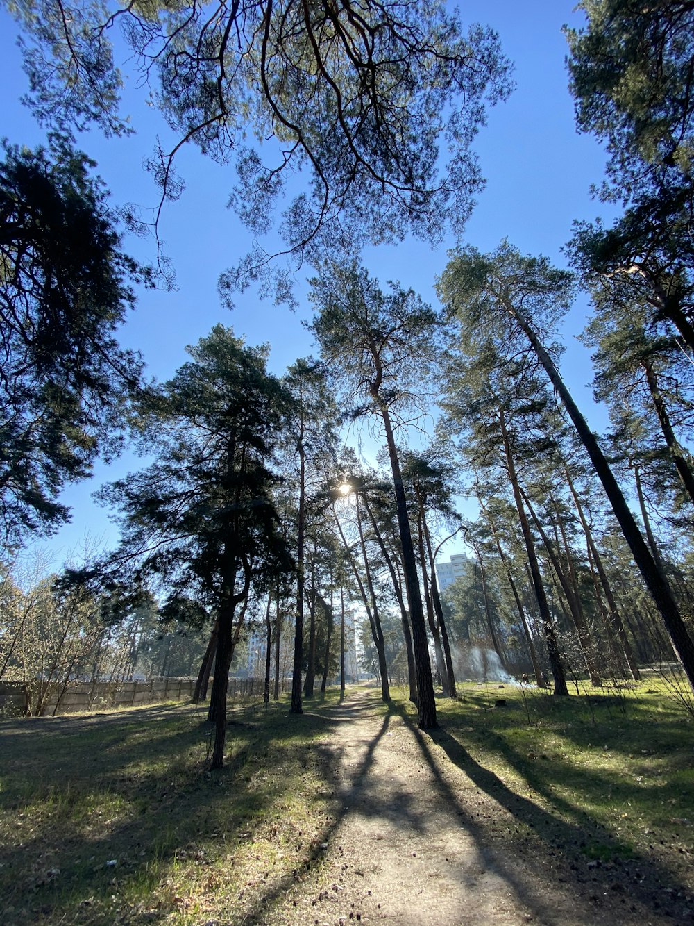 green trees under blue sky during daytime