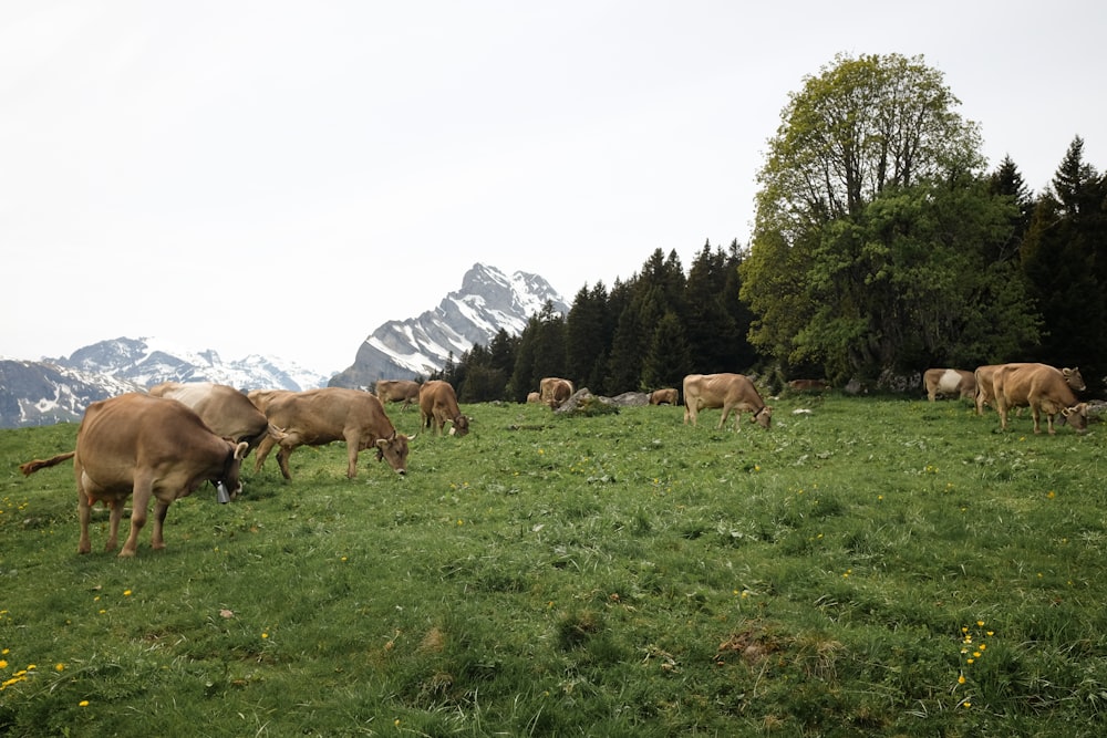 herd of horses on green grass field during daytime