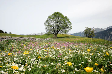 green tree on green grass field during daytime
