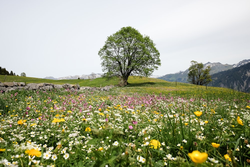 green tree on green grass field during daytime