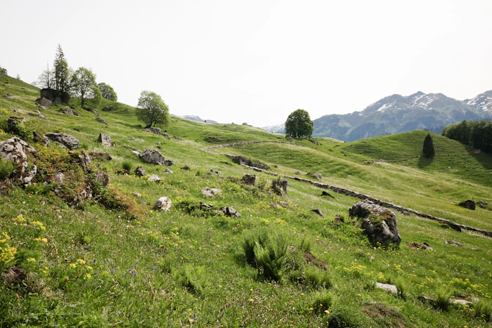 Grüne Bergwiese mit Alpenpanorama