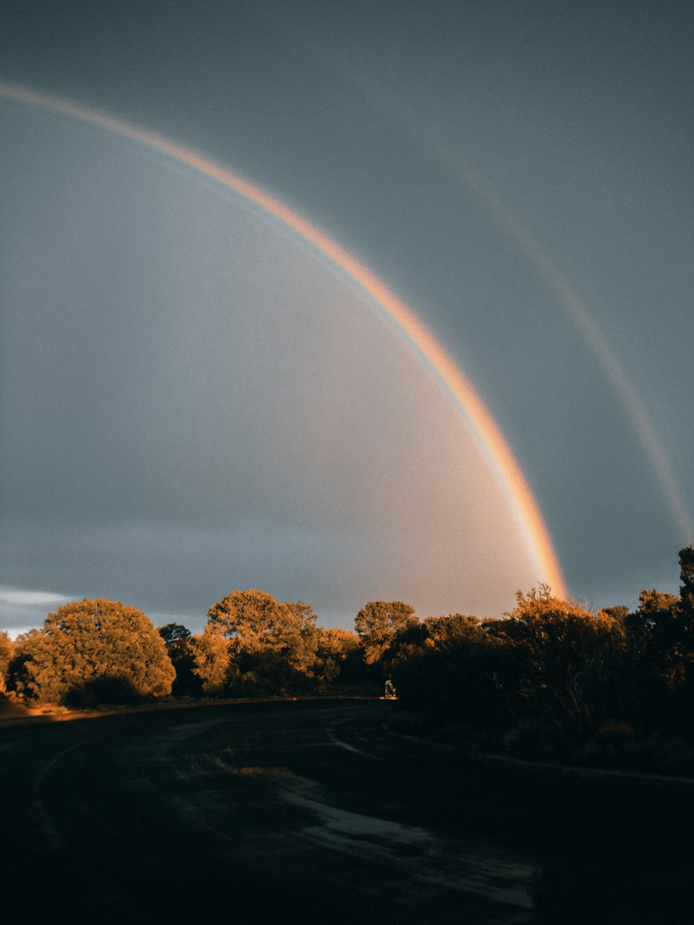 green trees under rainbow during night time