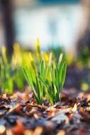 green plant