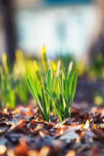 green plant