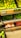 Fresh produce is neatly arranged in black crates at a market or grocery store. The top crate displays a large quantity of lemons or limes. Below them, there are crates filled with green chilies, garlic, and shallots or small onions. Each crate has a pricing label in a rectangular holder.