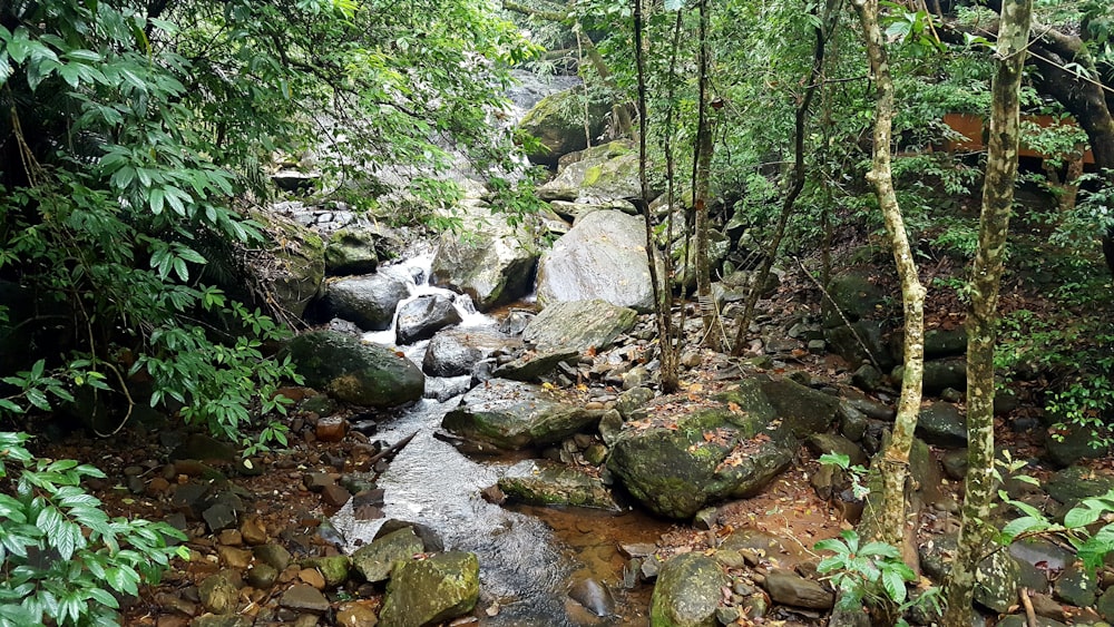 rio rochoso com rochas e árvores