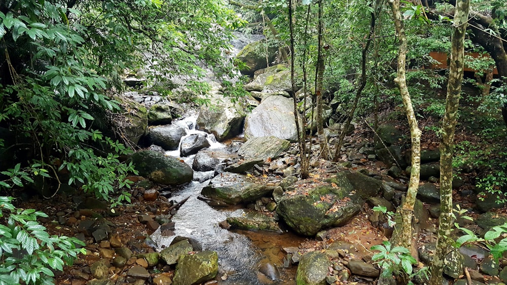 Felsiger Fluss mit Felsen und Bäumen