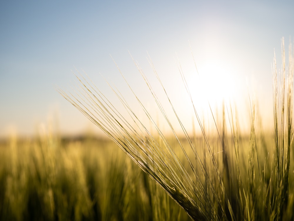 brown wheat field during daytime