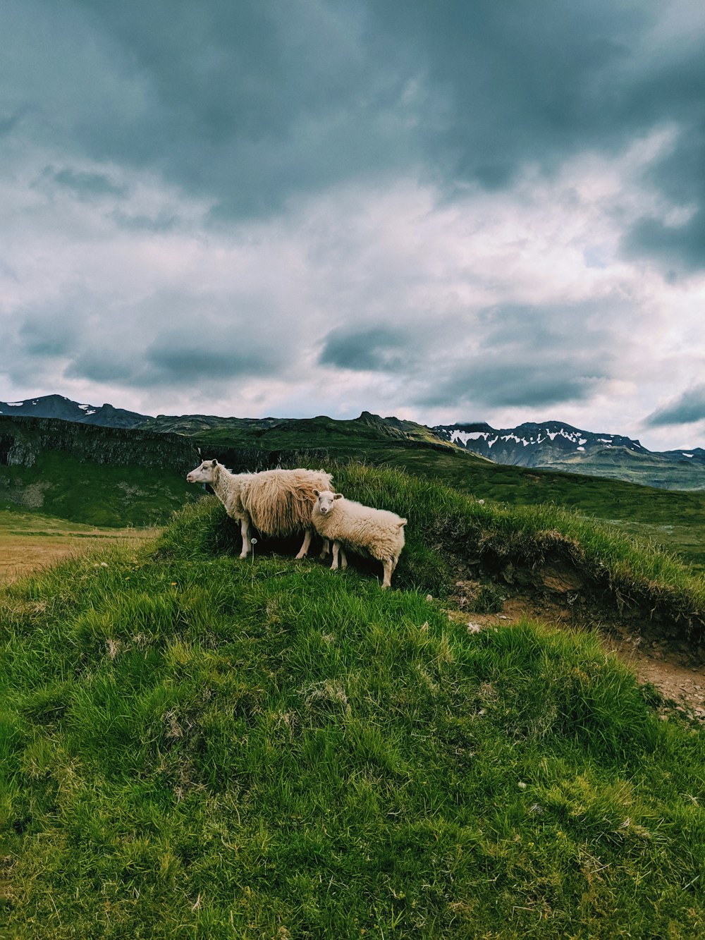 a couple of sheep standing on top of a lush green hillside