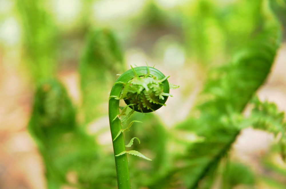 green plant bud in close up photography