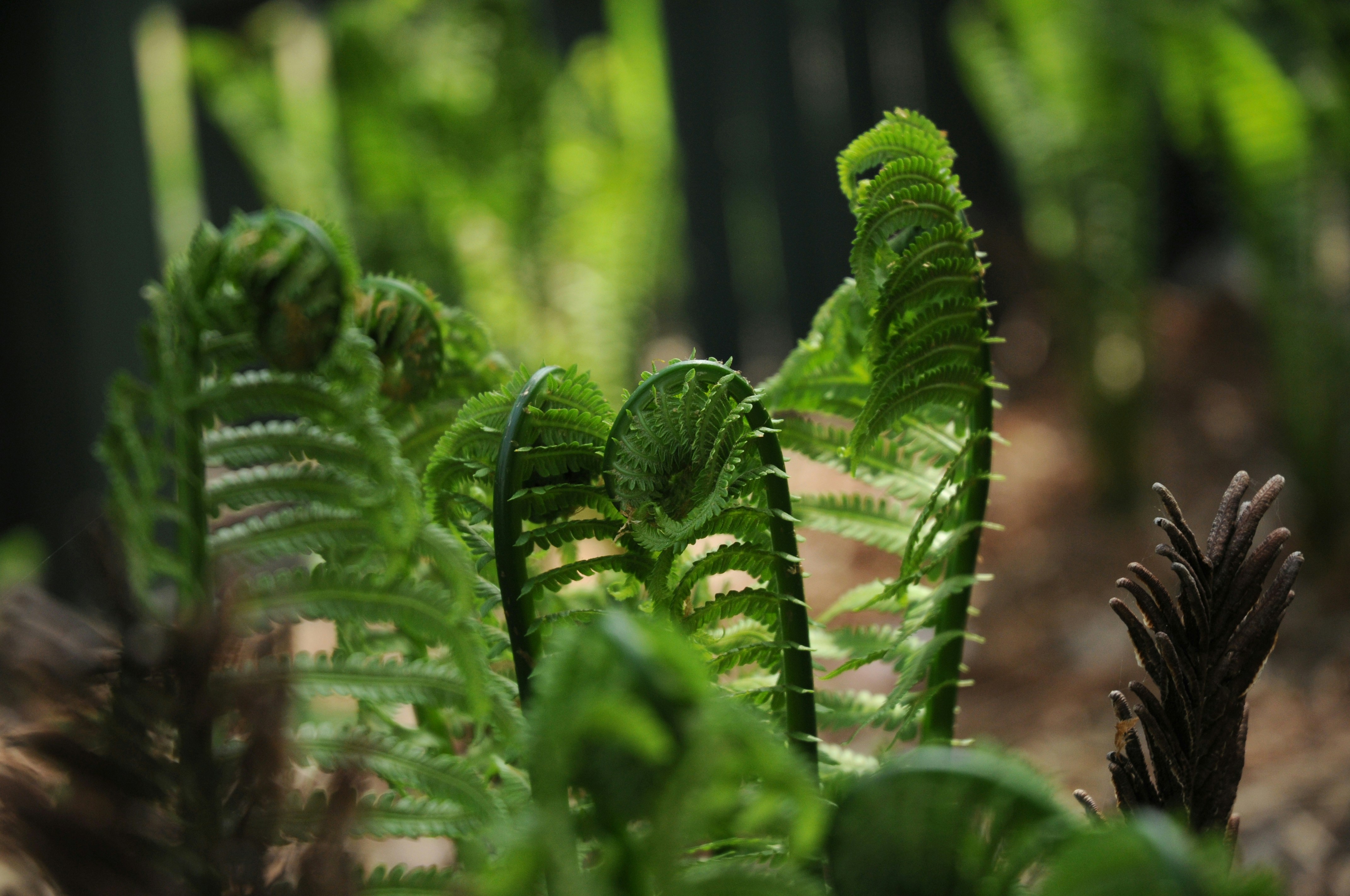 Rare Fern Delight