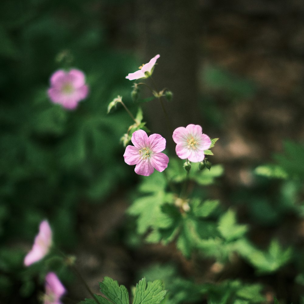 purple flower in tilt shift lens