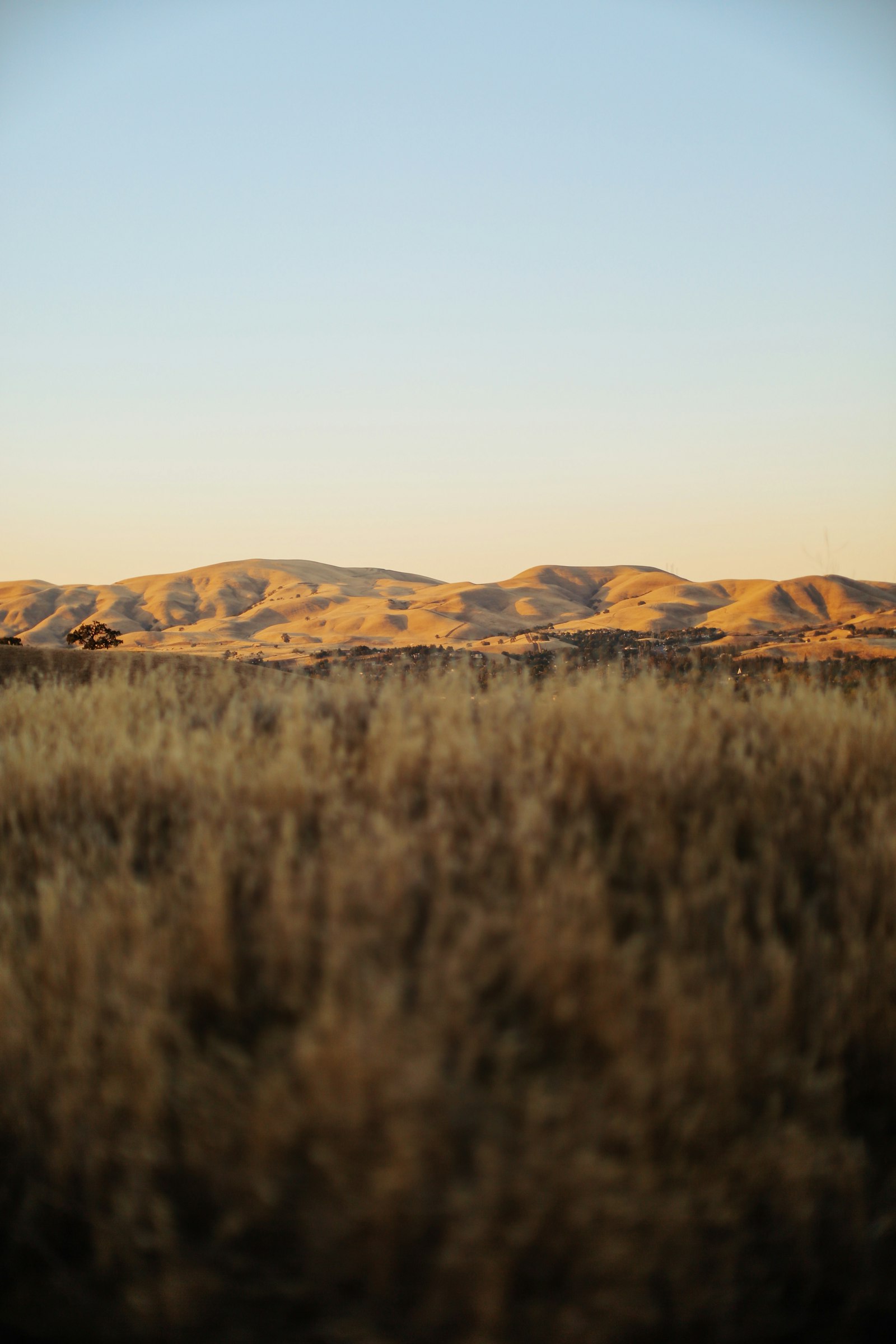 Canon EOS 5D Mark III sample photo. Brown grass field near photography