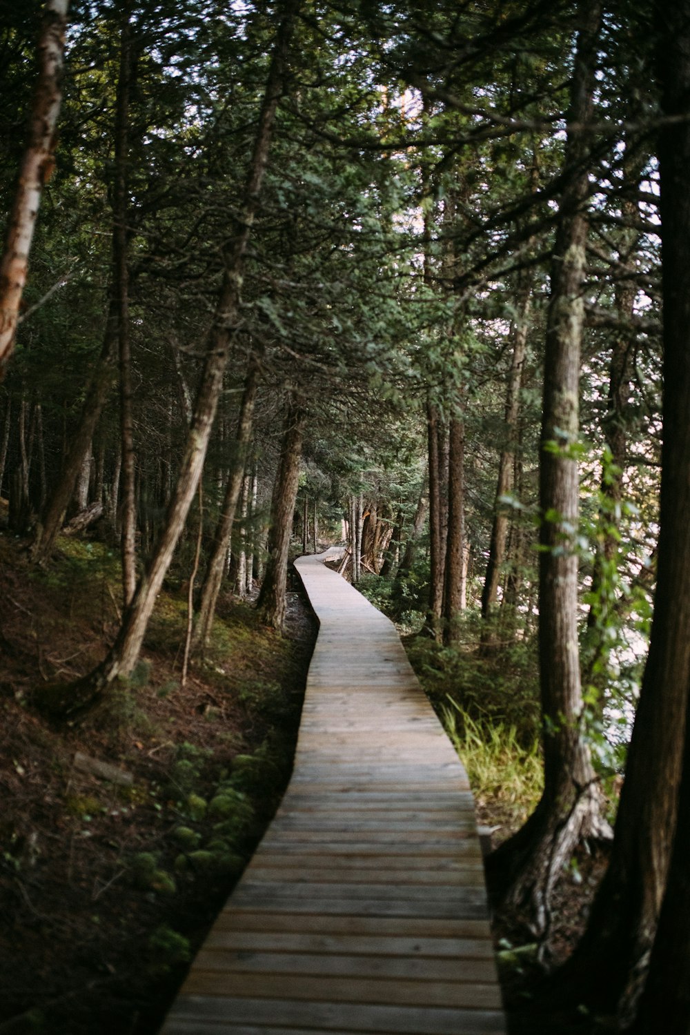 caminho de madeira marrom na floresta